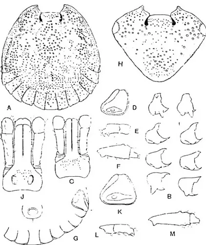 Gambar 12  Morfologi Amblyomma testudinarium (Anastos 1950)