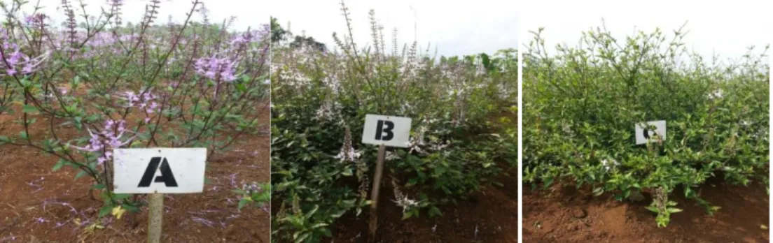 Gambar 1.   Keragaan Agribun Orsina 1 (A),  Agribun Orsina 2 (B) dan  Agribun  Orsina 3 (C) 