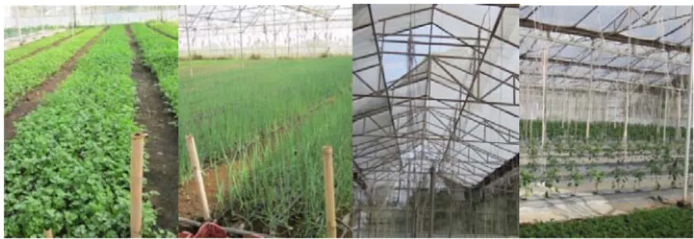 Gambar  1. Jenis tanaman dan kondisi greenhouse di Lemah Neundet  3.  Garut 