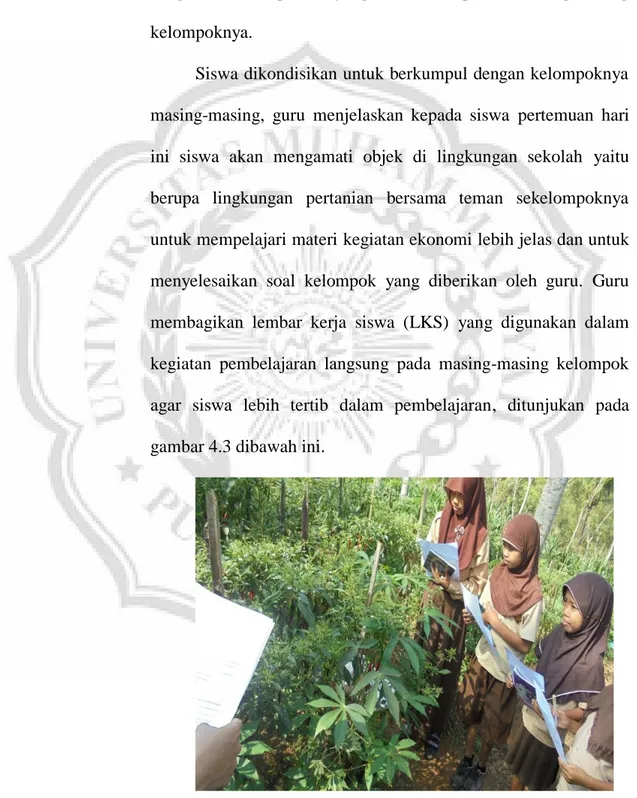 Gambar 4.3   Siswa  melakukan  kegiatan  pembelajaran  langsung di lingkungan pertanian 