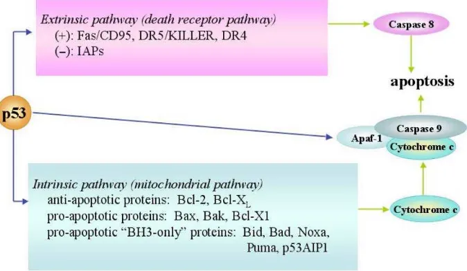 Gambar 4. Mekanisme Intrinsik dan Ekstrinsik pada Apoptosis.Peran p53 dalam proses apoptosis ini, terutama melibatkan 