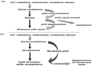 Gambar 7. Proses Karsinogenesis Akibat Kegagalan Peran p53.16 