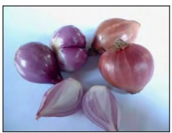 Gambar 1.  Bawang merah 