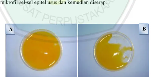 Gambar 4.4 Warna Kuning Telur Hasil Penelitian a. P 4  dan b. P 0