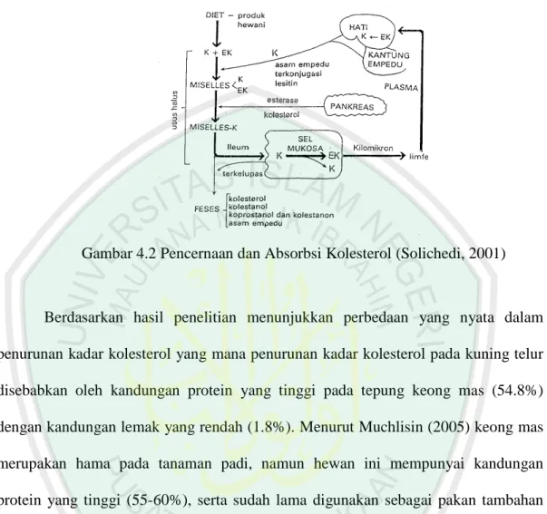 Gambar 4.2 Pencernaan dan Absorbsi Kolesterol (Solichedi, 2001) 