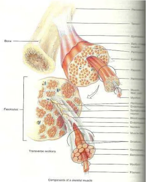 Gambar 2.1. Otot dan Tendon (Tortora, 2009) 