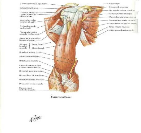 Gambar 2.2. biceps brachii (Netter, 2006) 