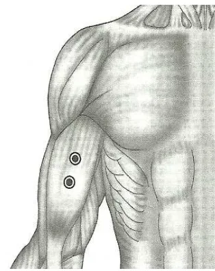 Gambar 2.7. Lokasi Elektroda pada biceps brachii (Criswell,2011) 