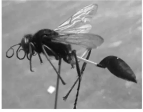 Gambar 3. Tawon Stenogastrinae