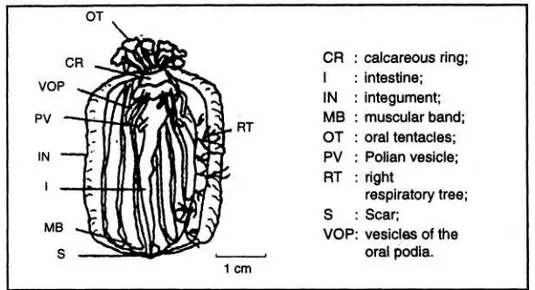Gambar 4.  Anatomi spesimen anterior (A) (Dissection of an A specimen)  (CONAND et al