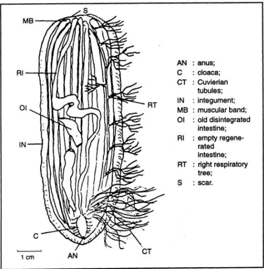 Gambar 6.  Anatomi spesimen posterior (P) (Dissection of a P specimen) (CONAND et al. 
