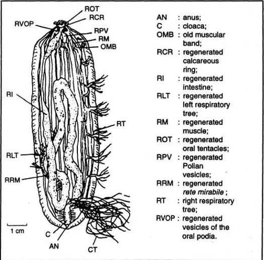 Gambar 7.  Anatomi spesimen posterior dalam proses regenerasi (Pa) (Dissection of a Pa  specimen) (CONAND et al