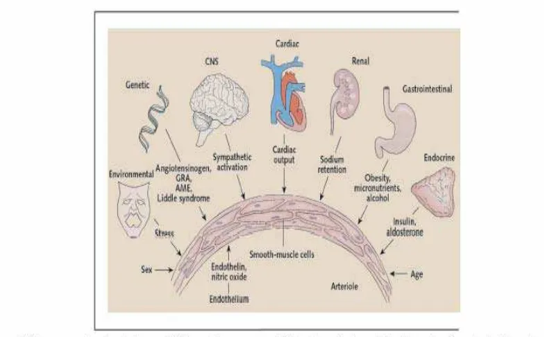 Gambar 2.2. Mekanisme Patofisiologi dari Hipertensi. Dikutip dari: Muchid, A., et al, 2006