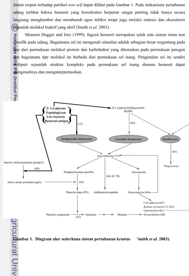 Gambar 1.  Diagram alur sederhana sistem pertahanan krustasea (Smith et al. 2003). 
