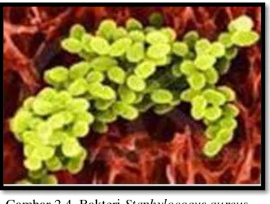 Gambar 2.4. Bakteri  Staphylococus aureus                                                               