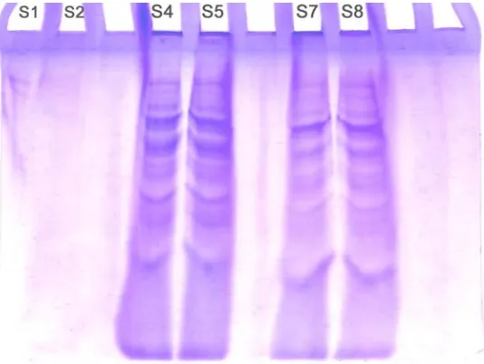 Gambar 1.  Hasil Elektroforesis SDS-PAGE Biji Kelor. S1, S2 = sumuran kulit biji; S4, S5 = sumuran  biji; S7, S8 = sumuran biji dengan kulit biji 