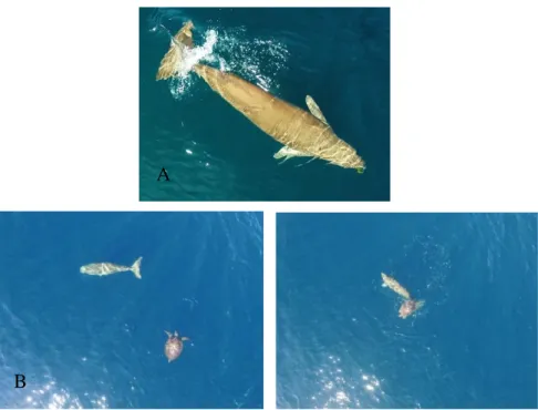 Gambar 9. A) Dugong dugon dan B) Salah satu aktivitas Dugong berinteraksi dengan penyu