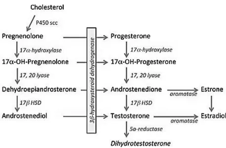 Gambar 6. Jalur biosintesis androgen (Handa et al., 2011)  	
  