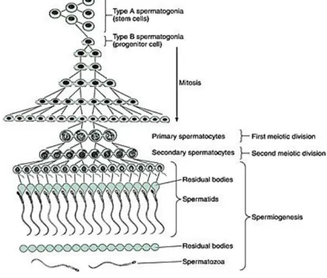 Gambar 7. Tahapan spermatogenesis (Junqueira &amp; Carneiro, 2005) 