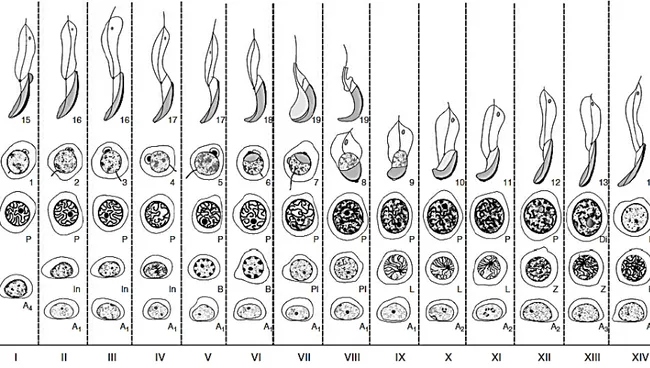 Gambar 8. Diagram siklus spermatogenesis dari tikus. Empat belas tahapan dari siklus  spermatogenesis, dinotasikan I-XIV, ditunjukkan pada kolom vertikal