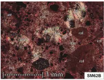 Gambar  8.  Packstone  dengan  beberapa  bioklas  beragam,  meskipun  masih  dikuasai  oleh  foraminifera  (for),  sedikit  echinodermata  (ech),  ganggang  merah  (ral),  diikuti  beberapa  intraklas  (int),  tersebar  di  dalam  matriks lumpur karbonat (
