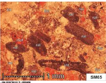 Gambar  10.  Packstone  yang  terpilah  sangat  buruk.  Tampak  bioklas foraminifera (for), moluska (mol), ganggang  merah (ral), dan echinodermata (ech) yang tersebar  di dalam matriks lumpur karbonat (cm)