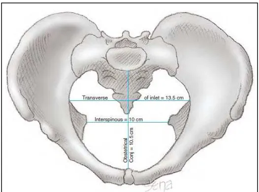 Gambar 2.3. Panggul wanita dewasa yang memperlihatkan diameter anteroposterior dan transversal pintu atas panggul serta diameter transversal (interspinosus) panggul tengah