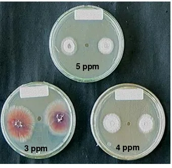 Gambar  2.  Salah satu hasil pengujian aktivitas anti cendawan, pelarut kloroform terhadap beberapa cendawan patogen tanaman (5 hari inkubasi) 