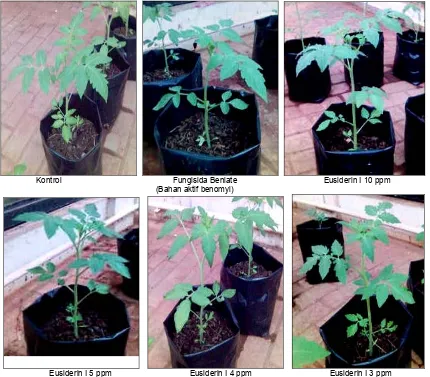 Gambar Lampiran 3. Kondisi tanaman tomat di rumah kaca  
