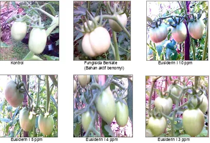 Gambar Lampiran 6. Buah tomat hasil aplikasi fungisida Eusiderin I yang diamati di rumah kaca  
