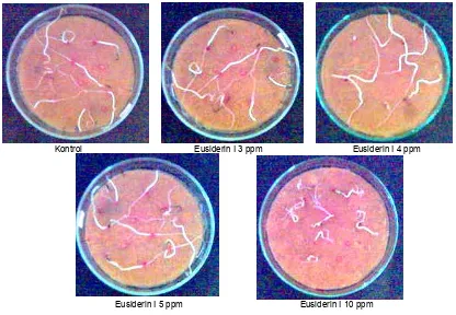 Gambar 3. Hasil uji patogenisitas Fusarium oxysporum fsp. lycopersici terhadap tanaman tomat Keterangan :  Pada tabung reaksi 1, 2, 3, 4, dan 5 di dalam tabung reaksi diberi cendawan Fusarium oxysporum fsp
