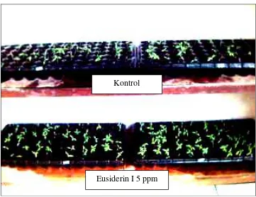 Gambar Lampiran 1. Uji fitotoksisitas  Eusiderin I 5 ppm terhadap daun 