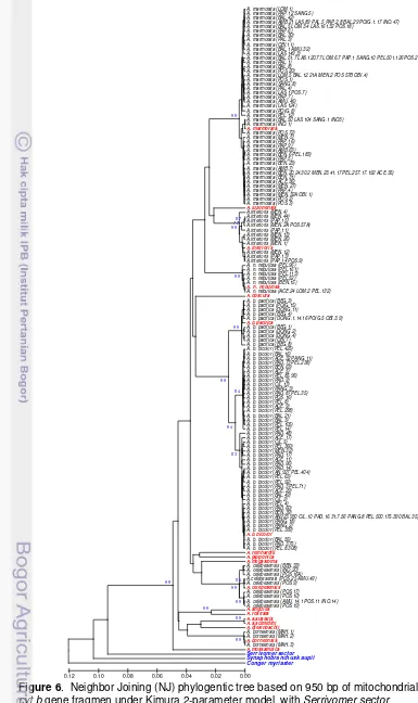 Figure 6             .  Neighbor Joining (NJ) phylogentic tree based on 950 bp of mitochondrial DNA 