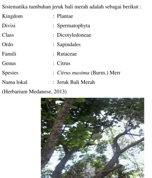 Gambar 2.1. Tanaman Jeruk BaliMerah (C. maxima (Burm.) Merr) 