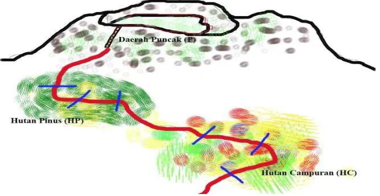 Gambar 3.3. Sketsa Pengambilan Plot di Gunung Galunggung 