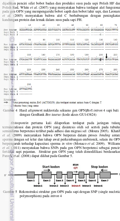 Gambar 4  Hasil  alignment nukleotida sekuens gen OPN|BsrI intron 4 sapi bali 