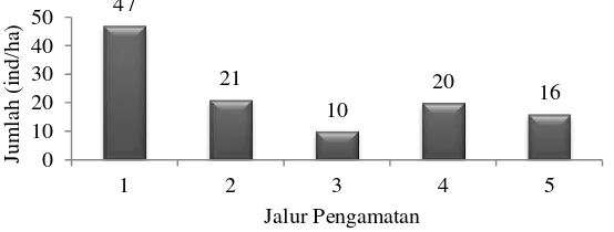 Gambar 9  Populasi pasak bumi (Eurycoma longifolia Jack) yang ditemukan sepanjang jalur pengamatan di HLGAP 