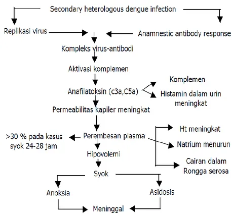 Gambar 1. Patogenesis DBD  (Anonim, 2004 b ) 