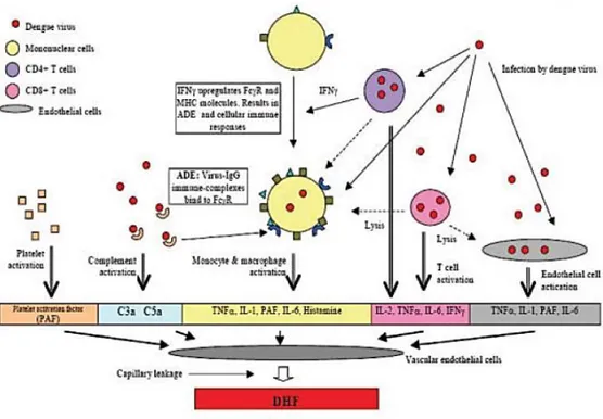 Gambar 2. Mekanisme Patologi  Kebocoran Plasma Pada DBD (Rena, dkk., 2009) 