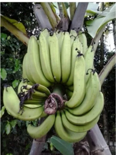 Gambar  1. Pisang ambon  a.  Klasifikasi pisang ambon  
