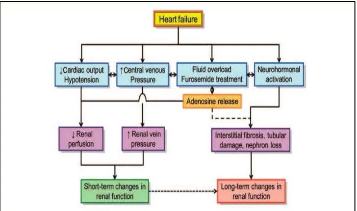 Gambar 2.3. Mekanisme perburukan fungsi ginjal pada gagal jantung(Dikutip dari: Metra M,2012)  