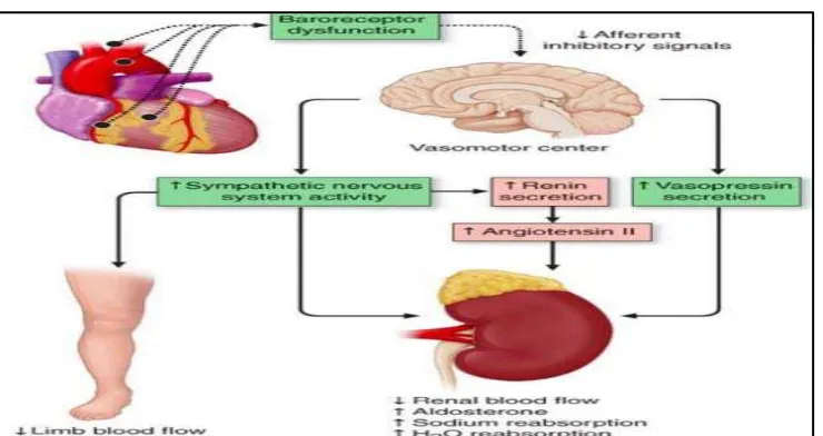 Gambar 2.2. Aktivasi sistem neurohormonal pada gagal jantung  (Dikutip dari : Nohria  A, 2002) 
