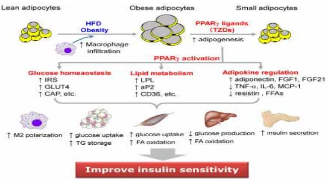 Gambar 2.2  Patofisiologi adipokin dalam meningkatkan sensitivitas insulin (Kota et al, 2004)42 