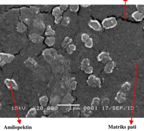 Gambar  8  hasil  SEM  bioplastik  dengan  perbesaran 20000 kali, morfologi permukaan atas 