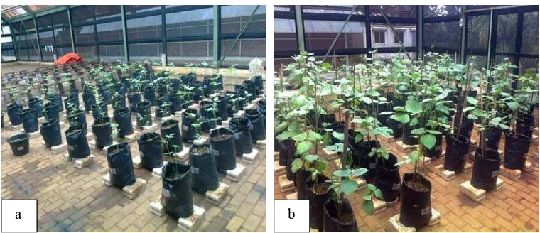 Gambar 1 Pertumbuhan tanaman kacang hijau pada umur 2 MST (a) dan pertumbuhan tanaman kacang hijau pada umur 7 MST (b)   