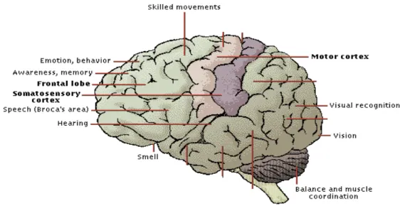 Gambar fungsi otak belahan kanan dan belahan kiri (Millrood 2001a: 106): 