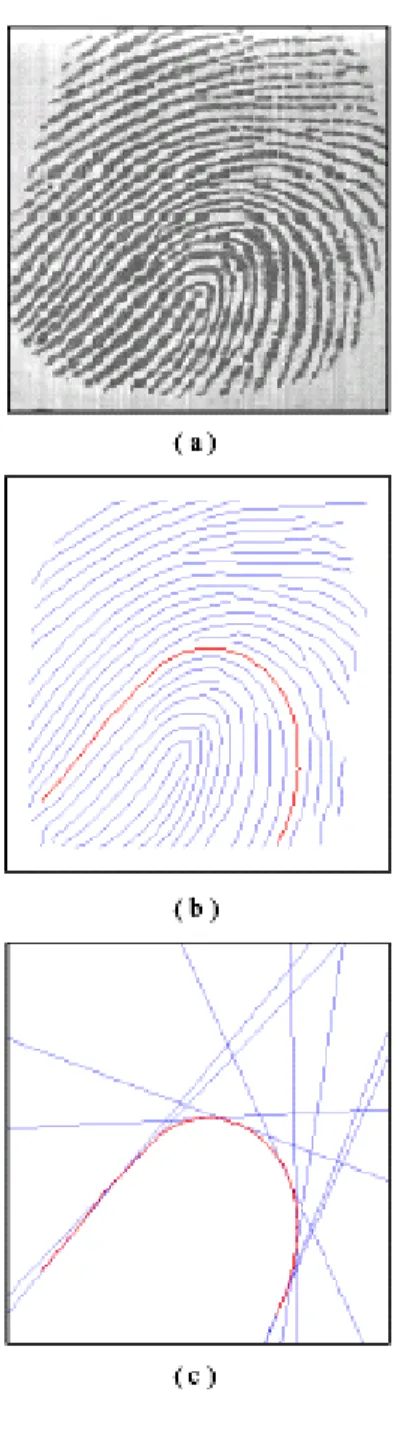 Gambar 2.  (a) Citra sidik jari,   (b)  ridge–ridge yang berhasil dideteksi  dan  dirampingkan  dari  citra  sidik  jari,  dan  (c)  garis  lurus  yang  berhasil  dideteksi  dari  ridge  sidik  jari  yang  diberikan  menggunakan  transformasi Hough 