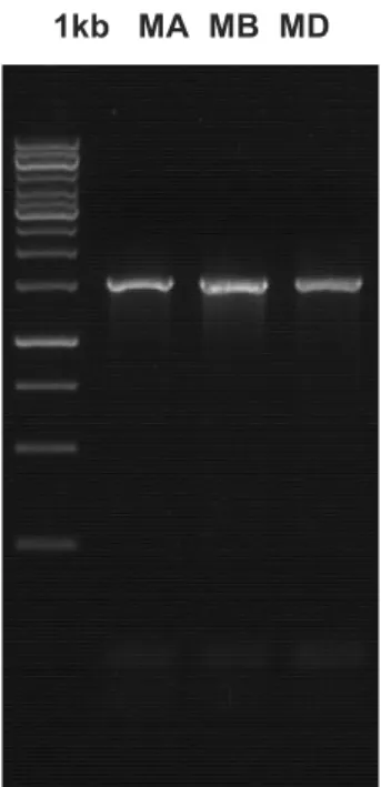Gambar 1. Hasil Analisis Elektroforesis Produk PCR dari DNA Rhizobacteri   