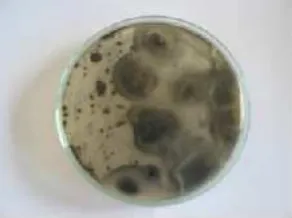 Gambar 2. Isolat Bakteri Pereduksi Sulfat (BPS) yang Ditemukan Mengkoloni Sludge