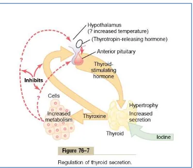 Gambar 2.3 Regulasi Sekresi Hormon Tiroid (Guyton and Hall, 2010). 